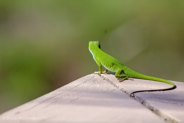 My green friend