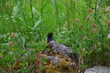 Amsel