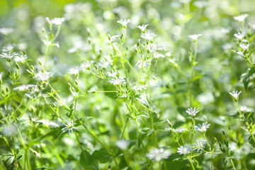 Stellaria holostea flowers