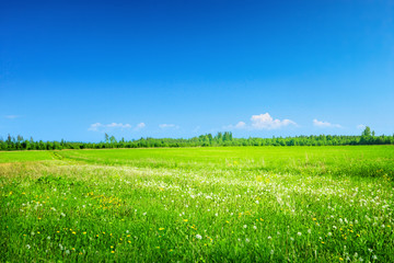 Field with dandelions