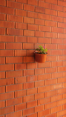 Flower on a stone wall