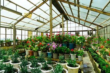 Small rural hot house or green house growing flowers and small house plants in Shimla India asia. The glass roof rows of plants and bright atmosphere makes this a perfect spring summer shot