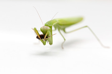 Mantis isolated on a white background. Green mantis. eat insect.