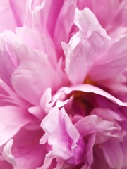Beautiful pink peony flower in the Park close up  