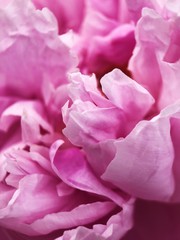 Beautiful pink peony flower in the Park close up 