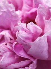 Beautiful pink peony flower in the Park close up 