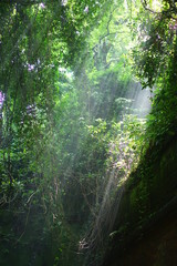 Obraz premium 猿島の光