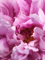 Beautiful pink peony flower in the Park close up 