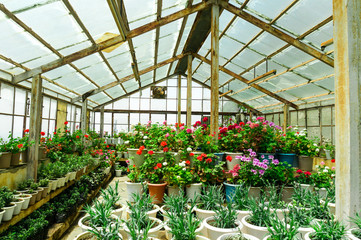 Small rural hot house or green house growing flowers and small house plants in Shimla India asia. The glass roof rows of plants and bright atmosphere makes this a perfect spring summer shot