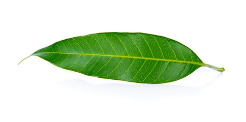 Fototapeta na wymiar mango leaf on white background