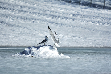 Fototapeta premium Winter views of Canada
