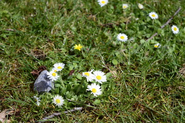 Spring grass dotted with white daisy © agatchen