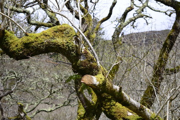 Young spring oak trees in Kylemore Abbey