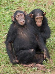 Chimpanzee consists of two extant species: the common chimpanzee and the bonobo. Together with humans, gorillas and orangutans they are part of the family Hominidae (the great apes). (Pan troglodytes)