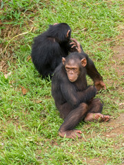 Chimpanzee consists of two extant species: the common chimpanzee and the bonobo. Together with humans, gorillas and orangutans they are part of the family Hominidae (the great apes). (Pan troglodytes)