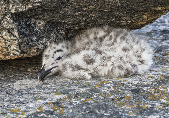 nestling big polar seagull hiding under a stone. Close up