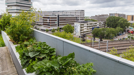 Vegetable roofgarden on top of an office building in the citycenter of Rotterdam, Netherlands. The...