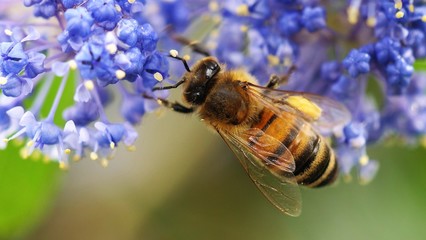 Abeille