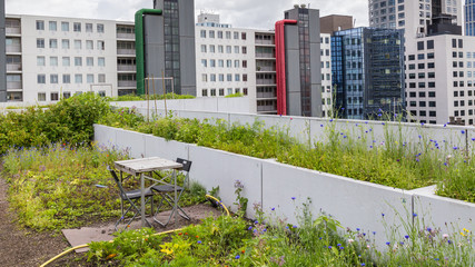 Vegetable roofgarden on top of an office building in the citycenter of Rotterdam, Netherlands. The biggest rooftop farm in Europe.