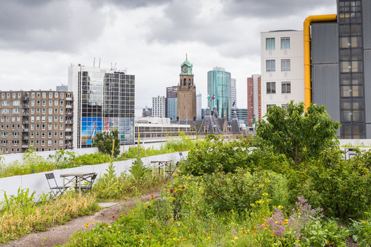 Vegetable roofgarden on top of an office building in the citycenter of Rotterdam, Netherlands. The biggest rooftop farm in Europe.