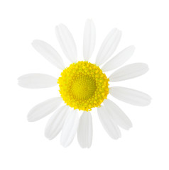 Close-up of Chamomile (Matricaria chamomilla) isolated on white background.