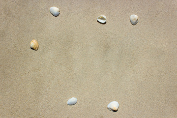 Fototapeta na wymiar Sea Shell with sand on the beach are the background.Copy space