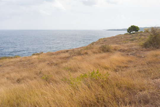 Yellow field with grass on the beach