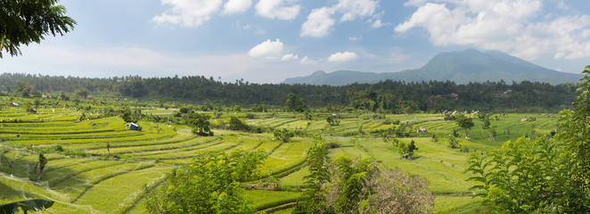 Panoramic view of the rice fields of the island of Bali - obrazy, fototapety, plakaty