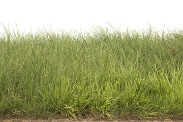 Grass isolated on white background.