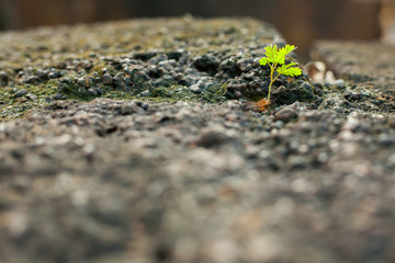 Green plant growing up on crack black stone