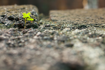 Green plant growing up on crack black stone