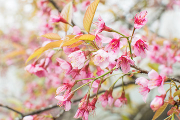 Soft focus, beautiful cherry blossom, bright pink flowers of Sakura on the high mountains of Chiang Mai. Spring background and beautiful natural scenery