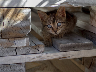 Beau chaton aux yeux bleus