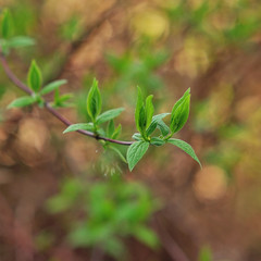 leaves of Jasmine