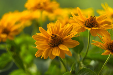 bouquet of bright yellow flowers Heliopsis helianthoides