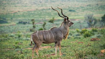 Naklejka na ściany i meble Kudu in der Steppe in Afrika