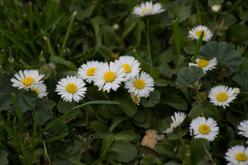 flores chicas