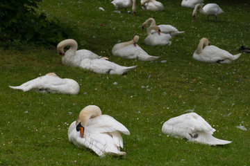 patos