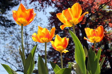 Luminous yellow, red and orange tulips illuminated by the sunlight in a garden