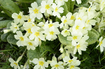 Primula light yellow early spring flower