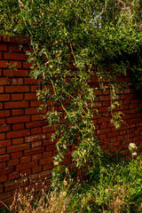 Pflanzen ranken über eine Ziegelmauer