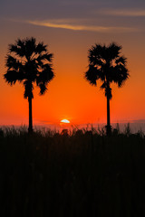 Palm tree is reflecting on water at sunrise timing located north of Thailand