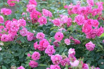 Obraz na płótnie Canvas Macro details of pink Rose flower in summer garden