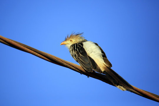 Guira Cuckoo (Guira guira) on Wire, against Blue Sky. Porto Jofre, Pantanal