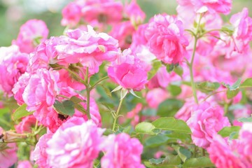 Naklejka na ściany i meble Macro details of pink Rose flower in summer garden