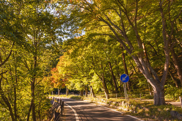 Naklejka premium Forest road trees along at the country side