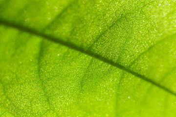 Annona leaf macro