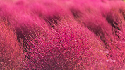 Close up colorful Kochia Scoparia