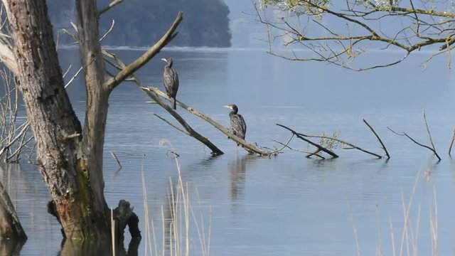 cormorani