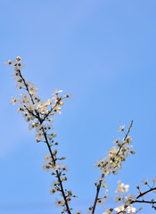 Beautiful Cherry blossom flower